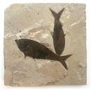 50+ Million Year Old Fish Fossil from the Green River Formation - Kemmerer, Wyoming - Eocene Period